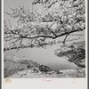 Cherry blossoms over the Tidal Basin. Washington, D.C.