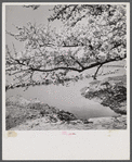 Cherry blossoms over the Tidal Basin. Washington, D.C.