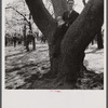Watchin' the crowds. Cherry Blossom Festival, Washington, D.C.