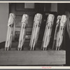 Test tubes containing bovine tubercular bacteria at Division of Pathology, United States Department of Agriculture Experimental Farm, Beltsville, Maryland.