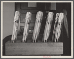 Test tubes containing bovine tubercular bacteria at Division of Pathology, United States Department of Agriculture Experimental Farm, Beltsville, Maryland.