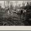 Greenbelt, Maryland. Transient workers clearing land for a model community planned by the U.S. Resettlement Administration.