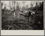 Greenbelt, Maryland. Transient workers clearing land for a model community planned by the U.S. Resettlement Administration.