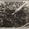 Special tools made by one of the workers to remove soil from the roots of trees in clearing the lake sites at the Berwyn Project, [Greenbelt,] Maryland.