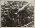Special tools made by one of the workers to remove soil from the roots of trees in clearing the lake sites at the Berwyn Project, [Greenbelt,] Maryland.