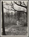 Footpath surrounding the town. Berwyn, Maryland.