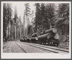 A log train in the virgin timbers. Three to six logs usually constitute a carload, sometimes a single log. Washington.