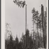 Topping off a spar mast for the high lead logging operation. This tree was two hundred fifty feet high. The high climber is topping it off at a height of one hundred eighty-five feet. Washington.