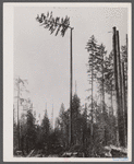 Topping off a spar mast for the high lead logging operation. This tree was two hundred fifty feet high. The high climber is topping it off at a height of one hundred eighty-five feet. Washington.
