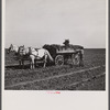 Loading wagon with sugar beets. Colorado.