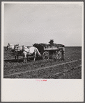 Loading wagon with sugar beets. Colorado.