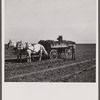 Loading wagon with sugar beets. Colorado.