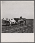 Loading wagon with sugar beets. Colorado.