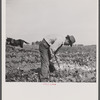 Sugar beet worker. Colorado.