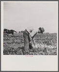 Sugar beet worker. Colorado.