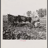 Sugar beet worker. Colorado.