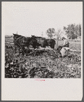 Sugar beet worker. Colorado.