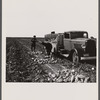 Union meeting. Sugar beet workers. Colorado.