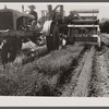 Flax, a new crop for south Texas, harvested with FSA (Farm Security Administration)-financed equipment.