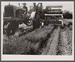 Flax, a new crop for south Texas, harvested with FSA (Farm Security Administration)-financed equipment.