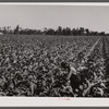 Tobacco field. Florence County, South Carolina.