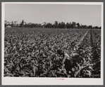 Tobacco field. Florence County, South Carolina.