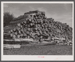 Pine logs. Florence County, South Carolina.