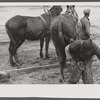 Replacing shoe in the field, North Carolina.