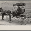 Native and buggy, Hoffman, North Carolina.