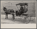 Native and buggy, Hoffman, North Carolina.