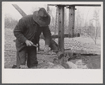 Demonstrating homemade cider press at Crabtree Recreational Demonstration Project near Raleigh, North Carolina.