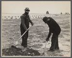 Workmen digging shipmast locust roots at Sandhills Land Utilization Project, North Carolina.