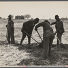 Workmen digging shipmast locust at Sandhills Land Utilization Project, North Carolina.