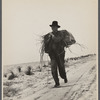 Man carrying shipmast locust roots at Sandhills Land Utilization Project, North Carolina.