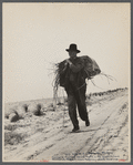 Man carrying shipmast locust roots at Sandhills Land Utilization Project, North Carolina.