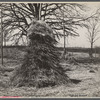 Barnyard haystack showing spike-like weeds avoided by stock. Coalins project [Kentucky].