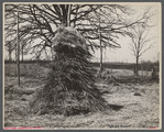 Barnyard haystack showing spike-like weeds avoided by stock. Coalins project [Kentucky].