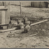 Guineas at  Cumberland Homesteads farm, Crossville, Tennessee.