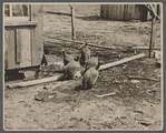 Guineas at  Cumberland Homesteads farm, Crossville, Tennessee.