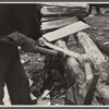 Splitting shingles with froe and maul on Wilson Cedar Forest, near Lebanon, Tennessee.