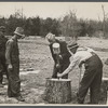 Splitting oak log stump which will in turn be split into shingles at Wilson Forest Project near Lebanon, Tennessee.