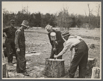 Splitting oak log stump which will in turn be split into shingles at Wilson Forest Project near Lebanon, Tennessee.