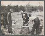 Splitting oak log stump which will in turn be split into shingles at Wilson Forest Project near Lebanon, Tennessee.