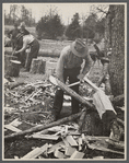 Splitting oak log stump which will in turn be split into shingles at Wilson Forest Project near Lebanon, Tennessee.