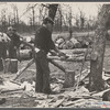 Splitting shingles, Wilson Cedar Forest, near Lebanon, Tennessee.