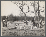 Splitting shingles, Wilson Cedar Forest Project, near Lebanon, Tennessee.