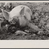 Mud bath, Prince Georges County, [Beltsville,] Maryland.