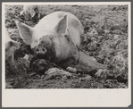 Mud bath, Prince Georges County, [Beltsville,] Maryland.