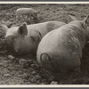 Pig asleep, Prince Georges County, [Beltsville,] Maryland