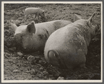 Pig asleep, Prince Georges County, [Beltsville,] Maryland